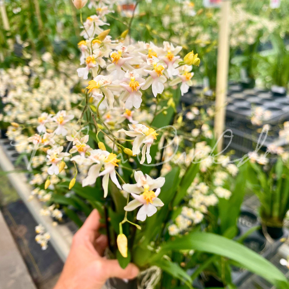 Oncidium Tsiku Marguerite — Palmer Orchids